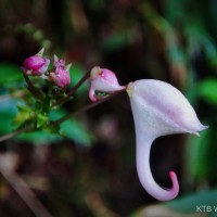 Impatiens cornigera Arn.